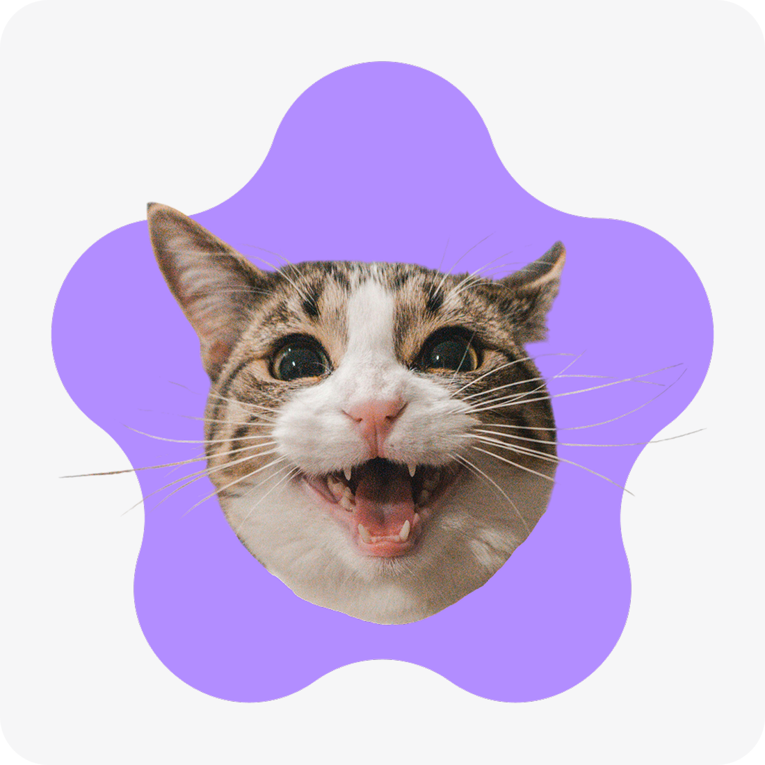 Tete Chat
