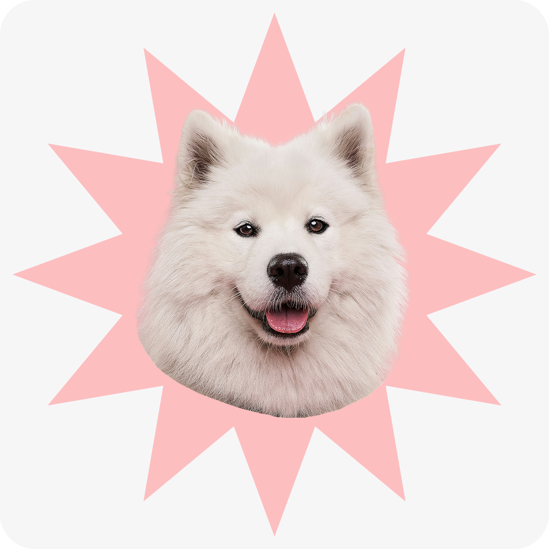 Tete Chien