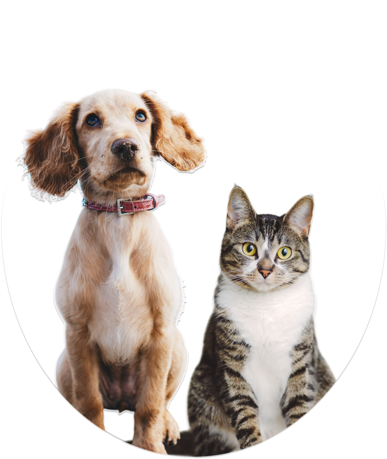 CHIEN CHAT