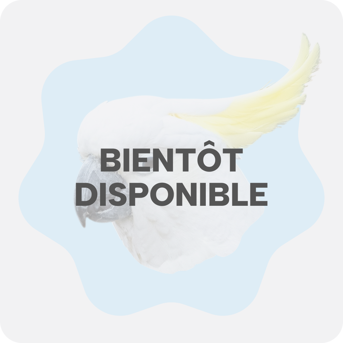 oiseau catalogue bientot dispo