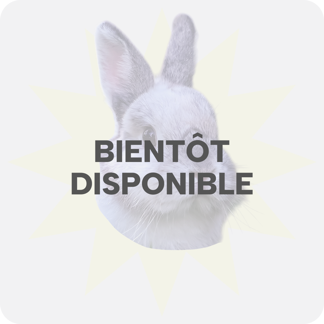 Rongeur Catalogue Bientôt dispo