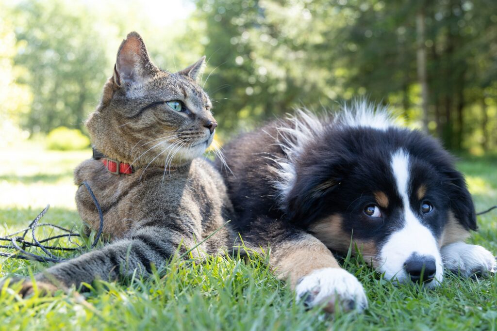 chat et chien